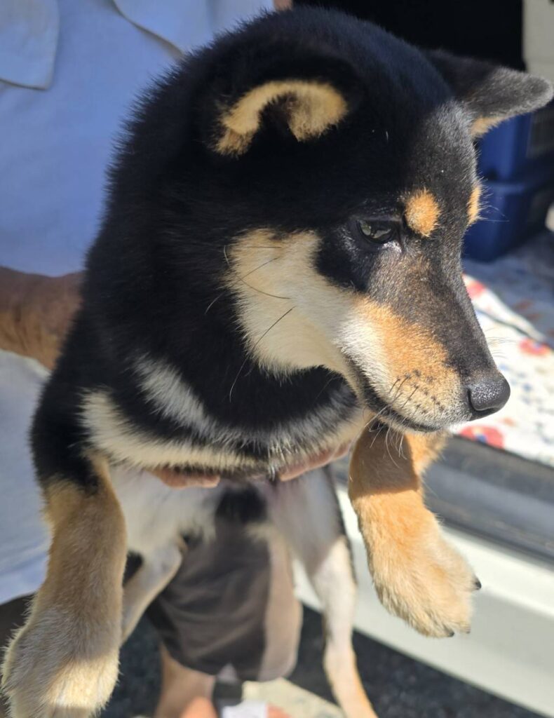 華clubで預かっている里親を探している保護犬です。