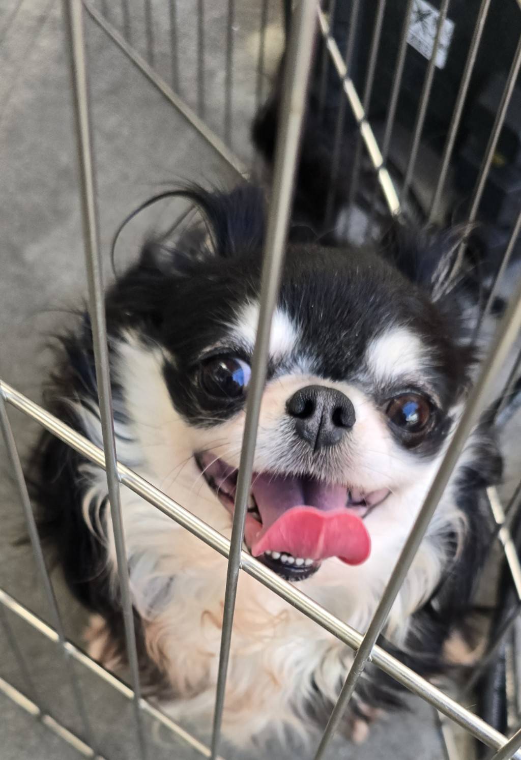 華clubで預かっている里親を探している保護犬です。