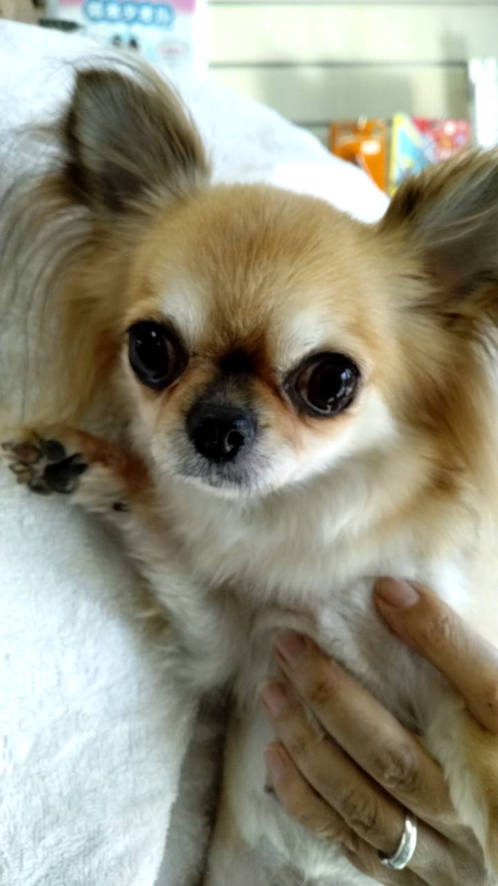 華clubで預かっている里親を探している保護犬です。