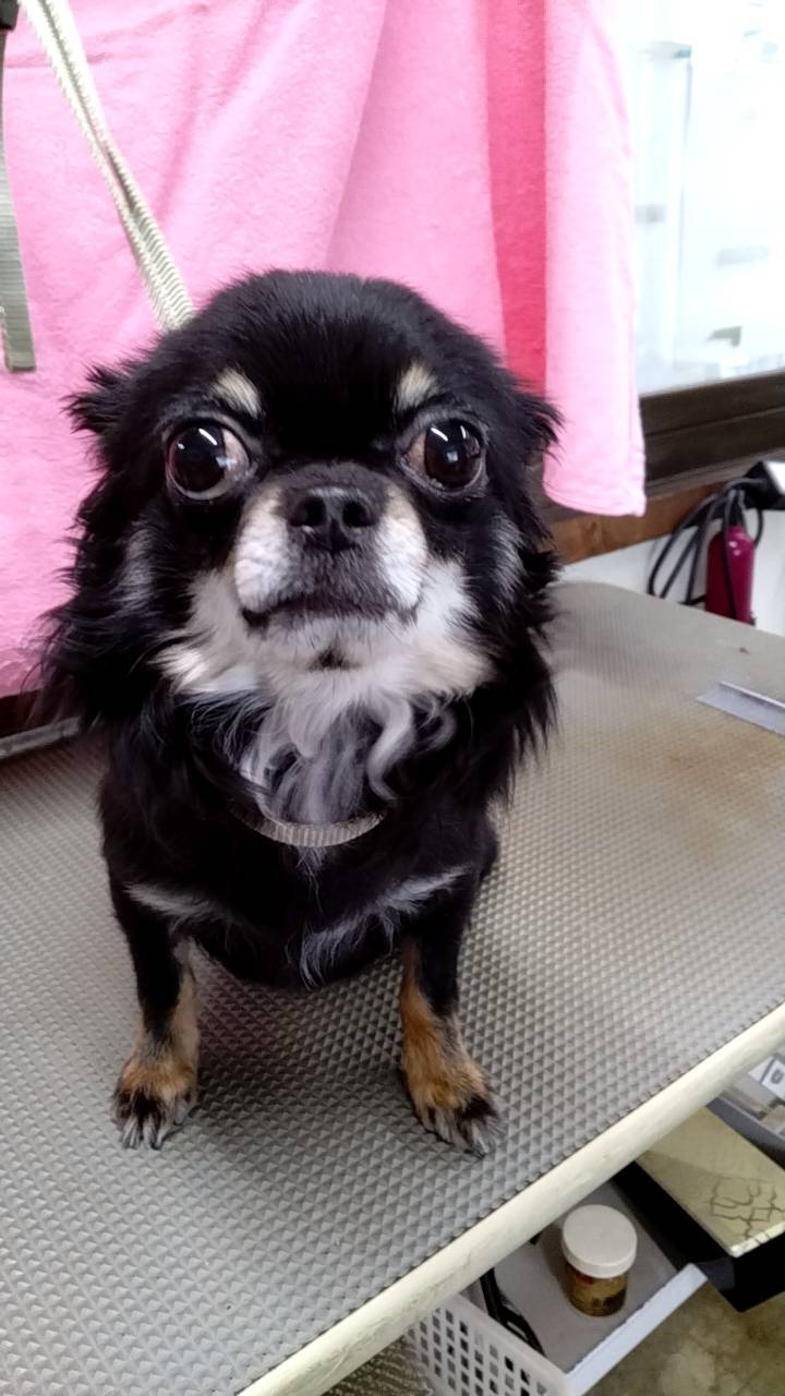 華clubで預かっている里親を探している保護犬です。