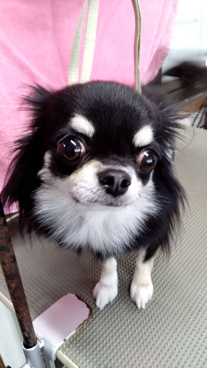 華clubで預かっている里親を探している保護犬です。