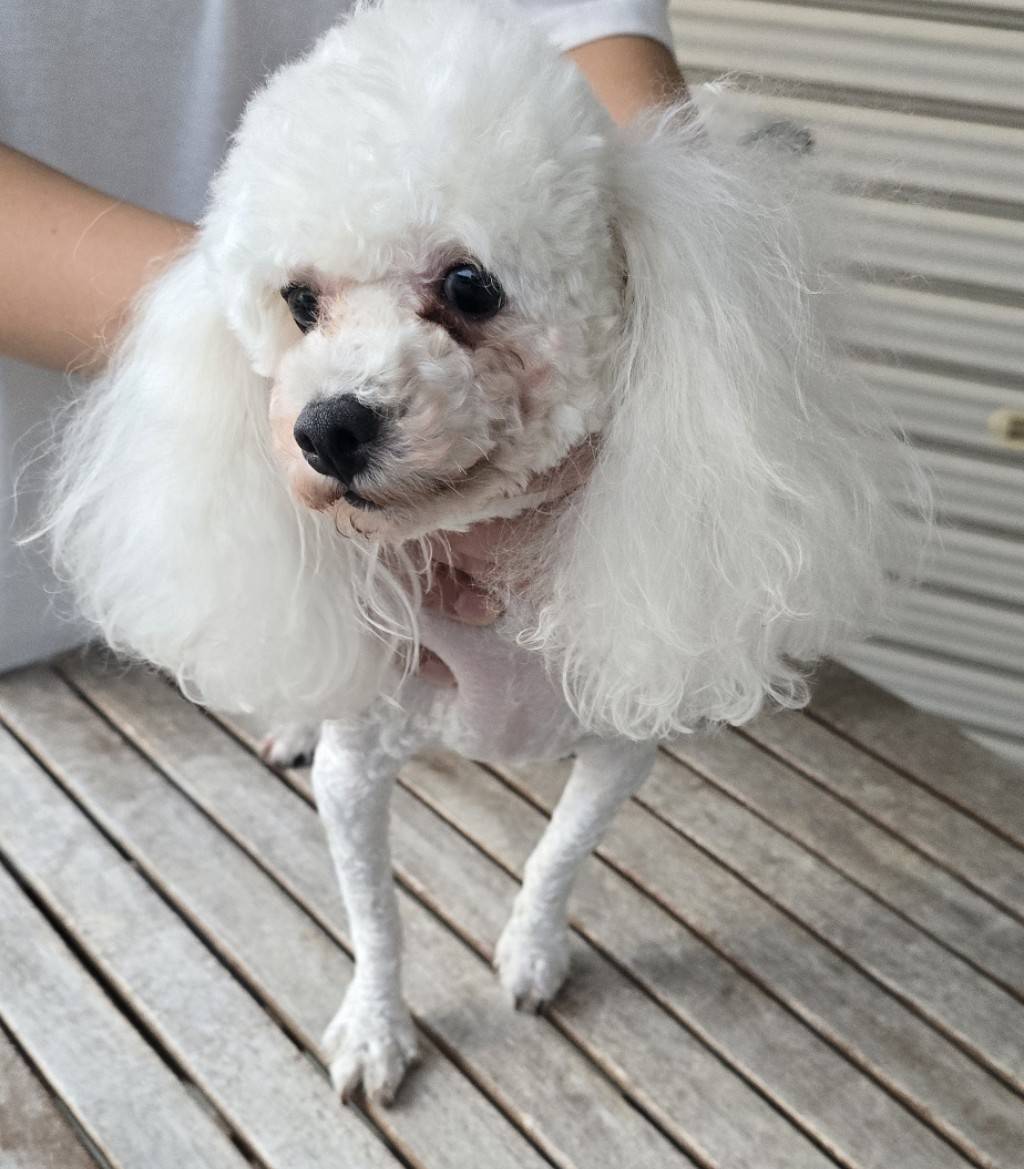 華clubで預かっている里親を探している保護犬です。