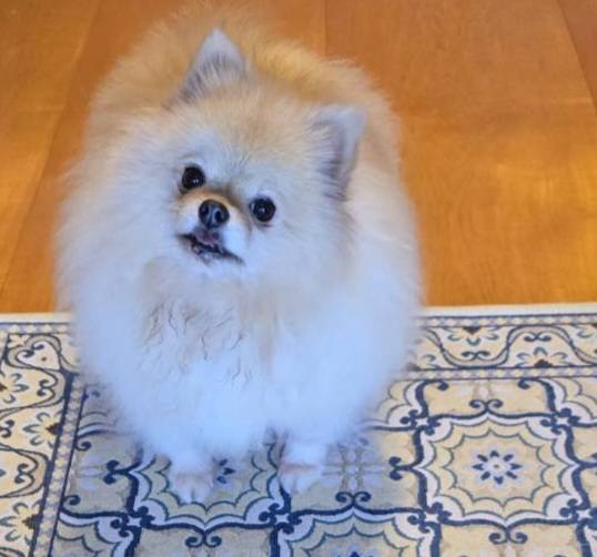 華clubで預かっている里親を探している保護犬です。