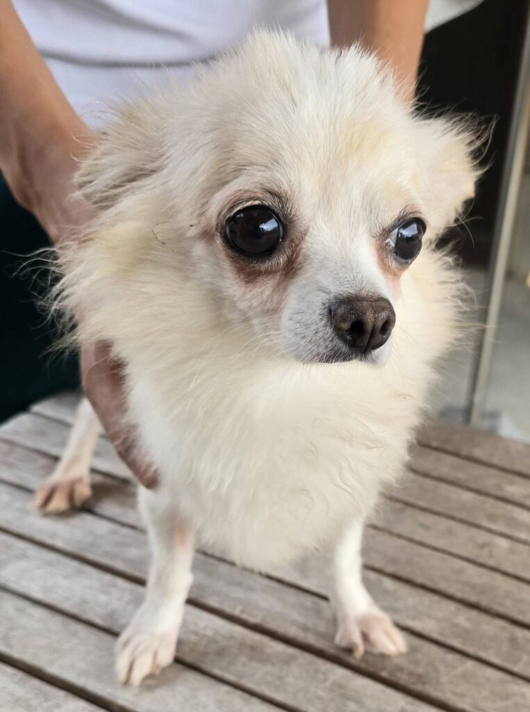 華clubで預かっている里親を探している保護犬です。