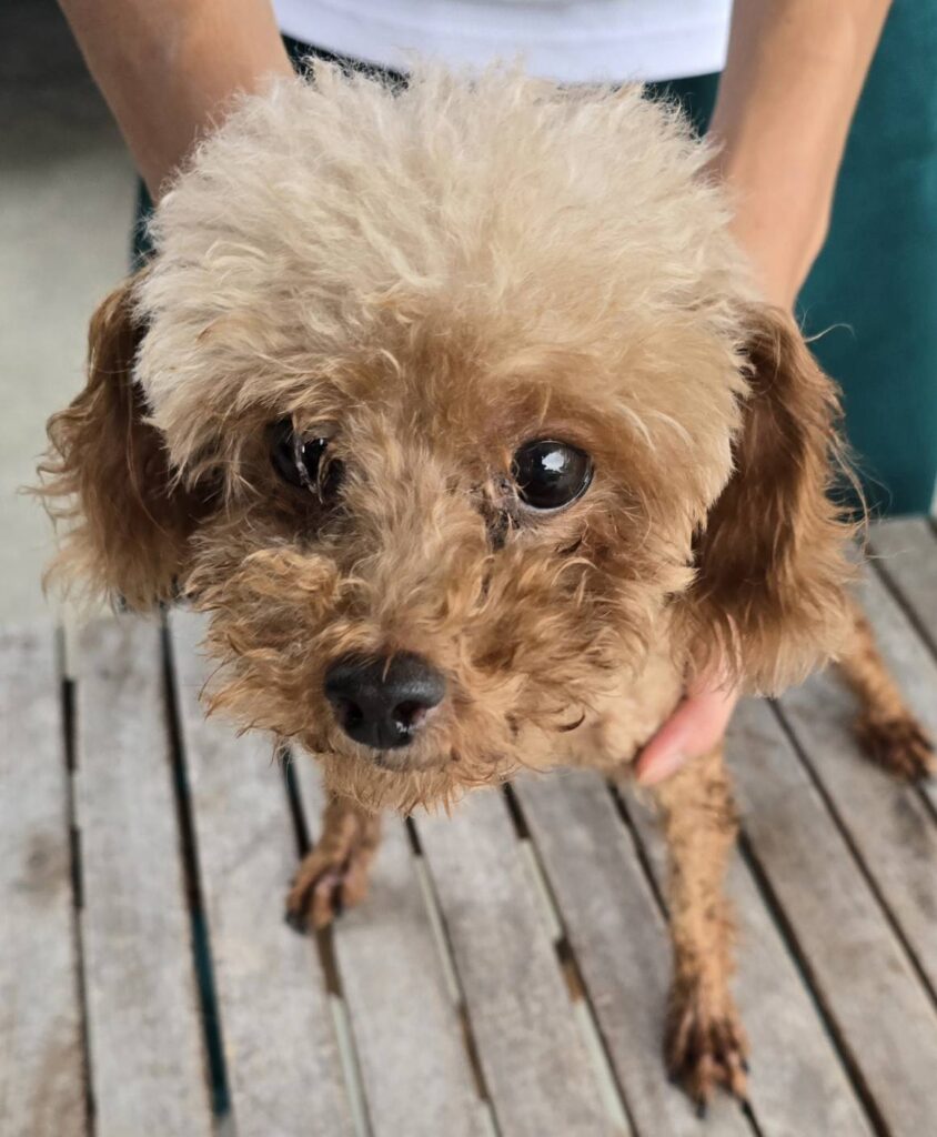 華clubで預かっている里親を探している保護犬です。