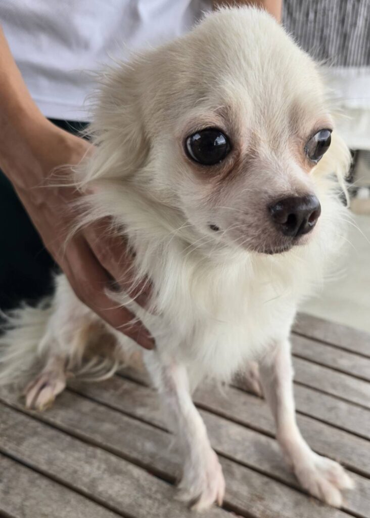 華clubで預かっている里親を探している保護犬です。