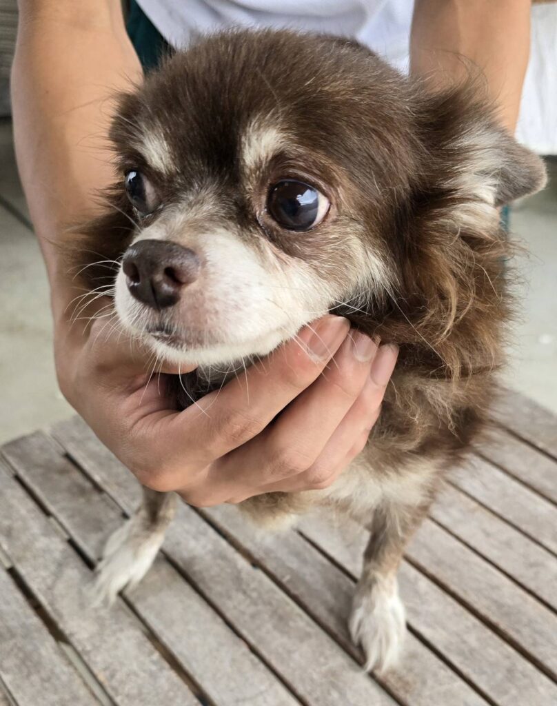 華clubで預かっている里親を探している保護犬です。