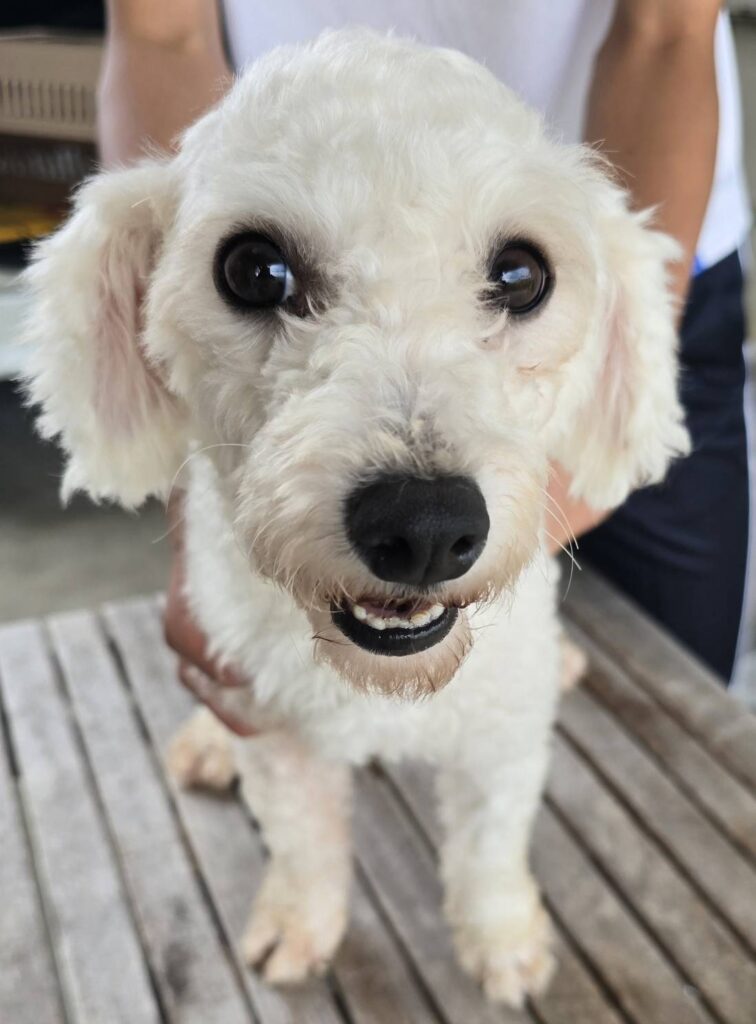 華clubで預かっている里親を探している保護犬です。