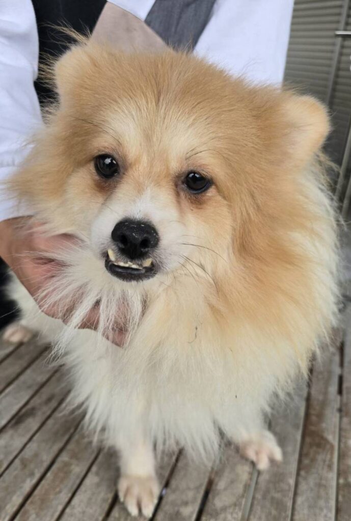 華clubで預かっている里親を探している保護犬です。