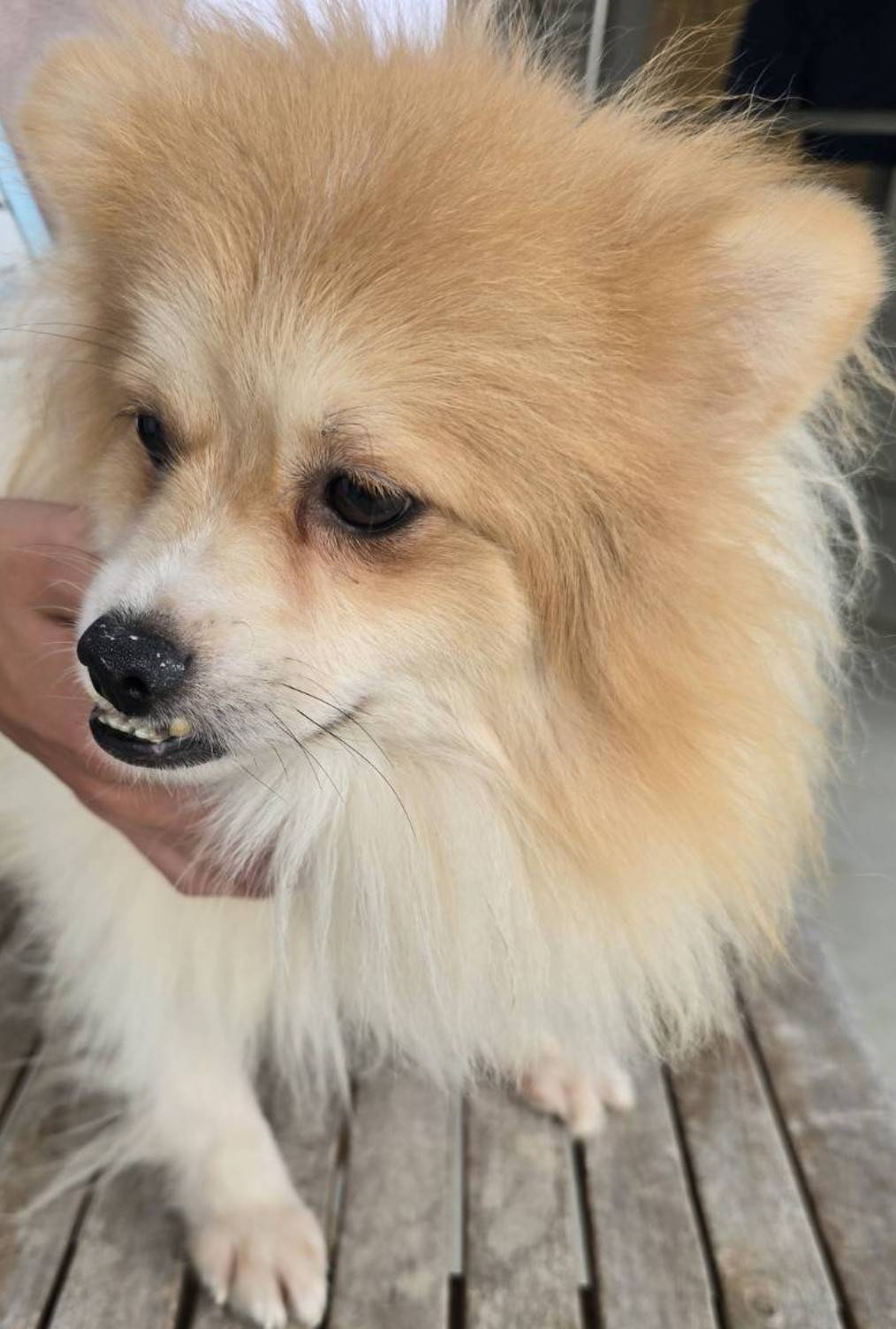 華clubで預かっている里親を探している保護犬です。