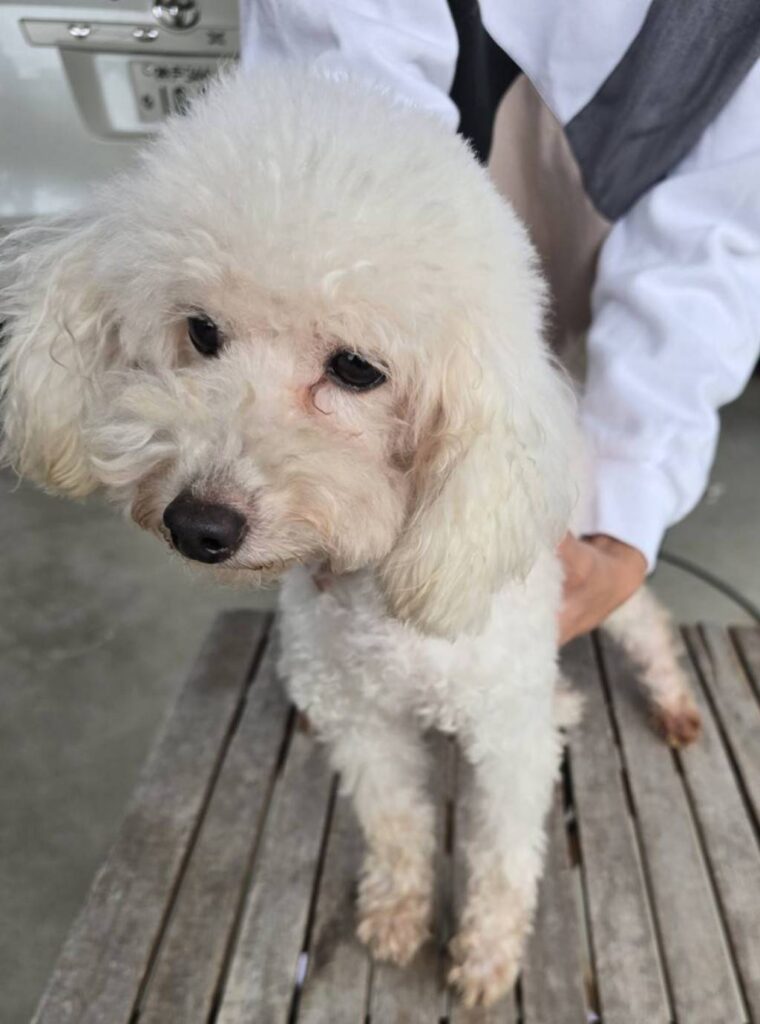 華clubで預かっている里親を探している保護犬です。