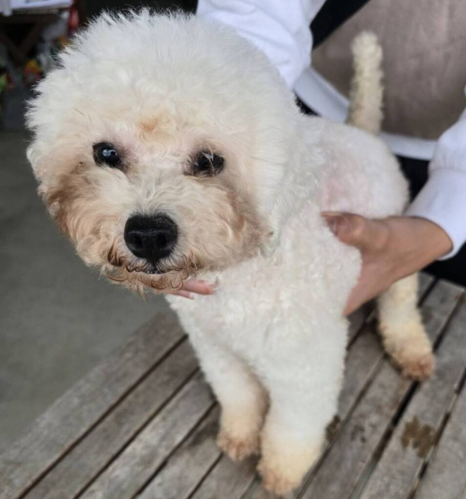 華clubで預かっている里親を探している保護犬です。