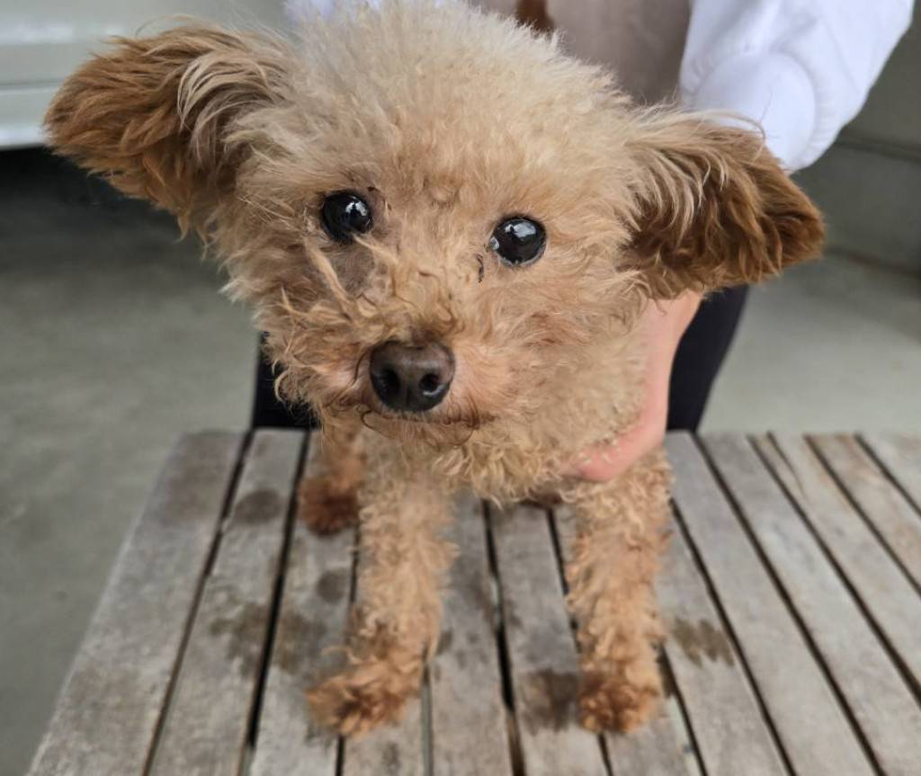 華clubで預かっている里親を探している保護犬です。