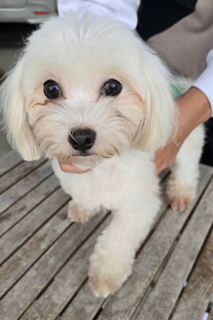 華clubで預かっている里親を探している保護犬です。