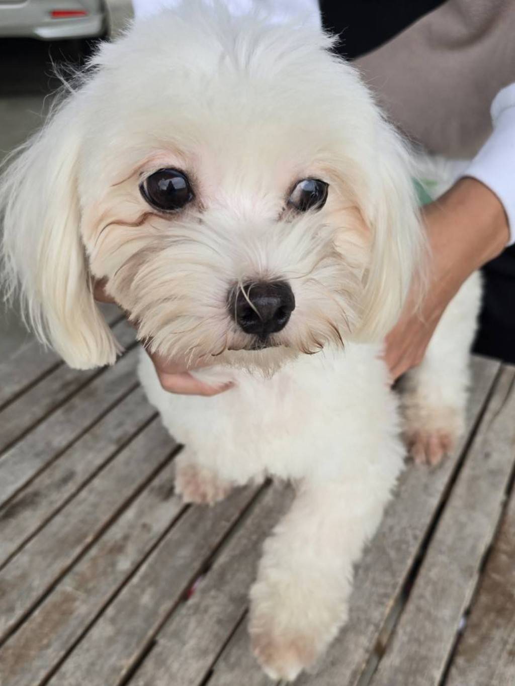 華clubで預かっている里親を探している保護犬です。