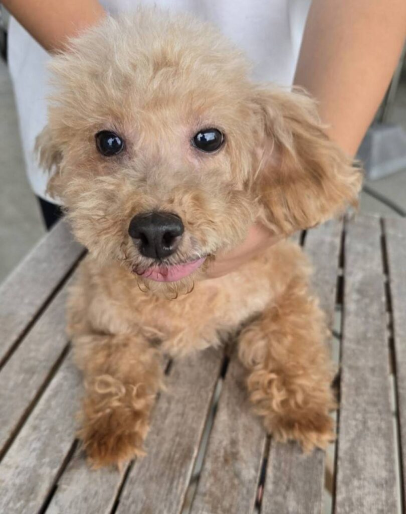 華clubで預かっている里親を探している保護犬です。