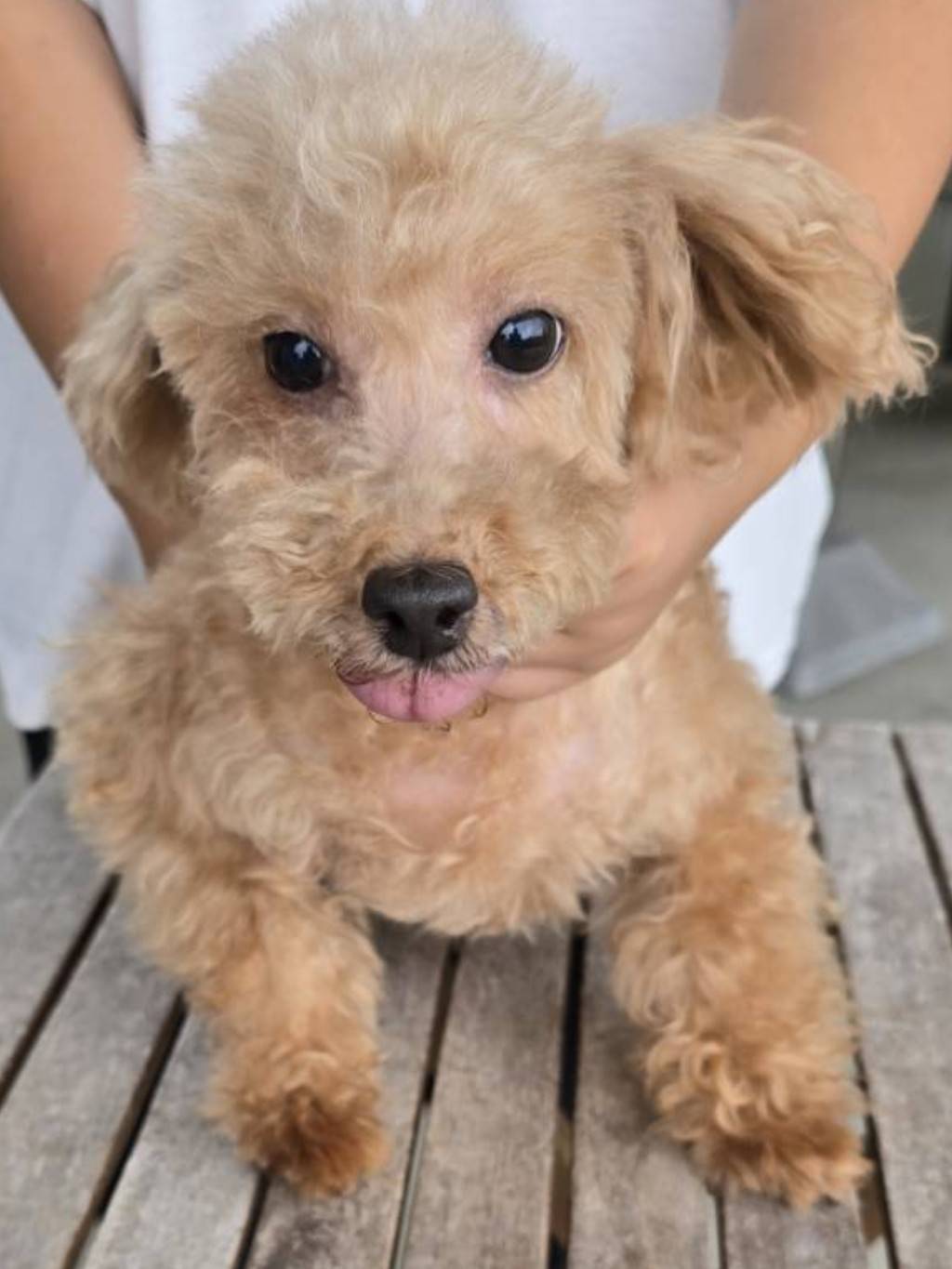 華clubで預かっている里親を探している保護犬です。