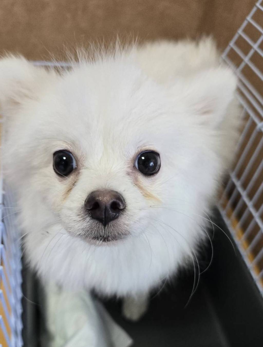 華clubで預かっている里親を探している保護犬です。