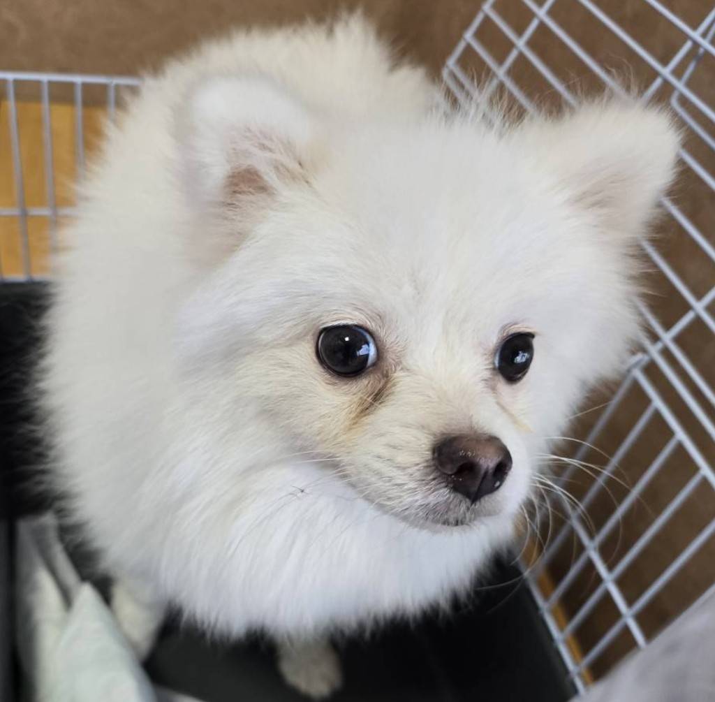 華clubで預かっている里親を探している保護犬です。