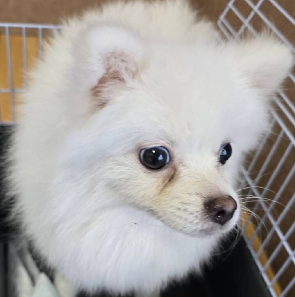 華clubで預かっている里親を探している保護犬です。