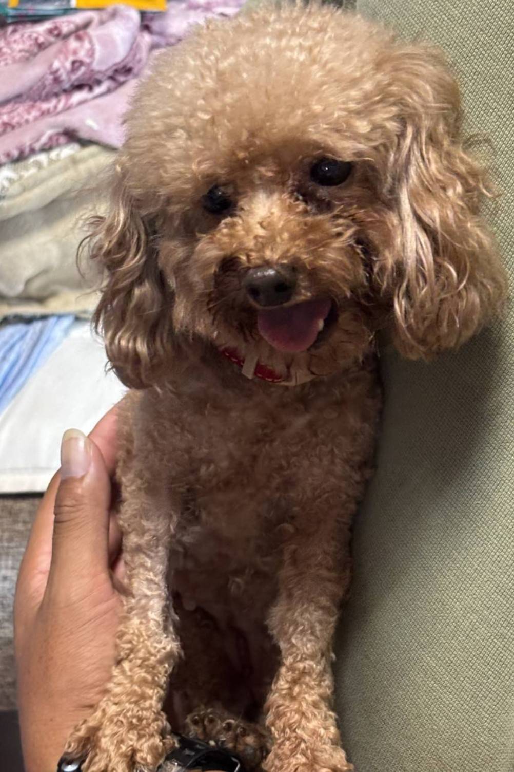 こちらの保護犬は里親様が決まりました