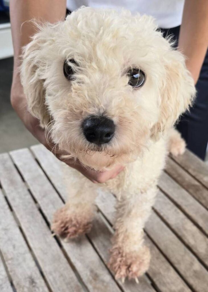 こちらの保護犬は里親様が決まりました