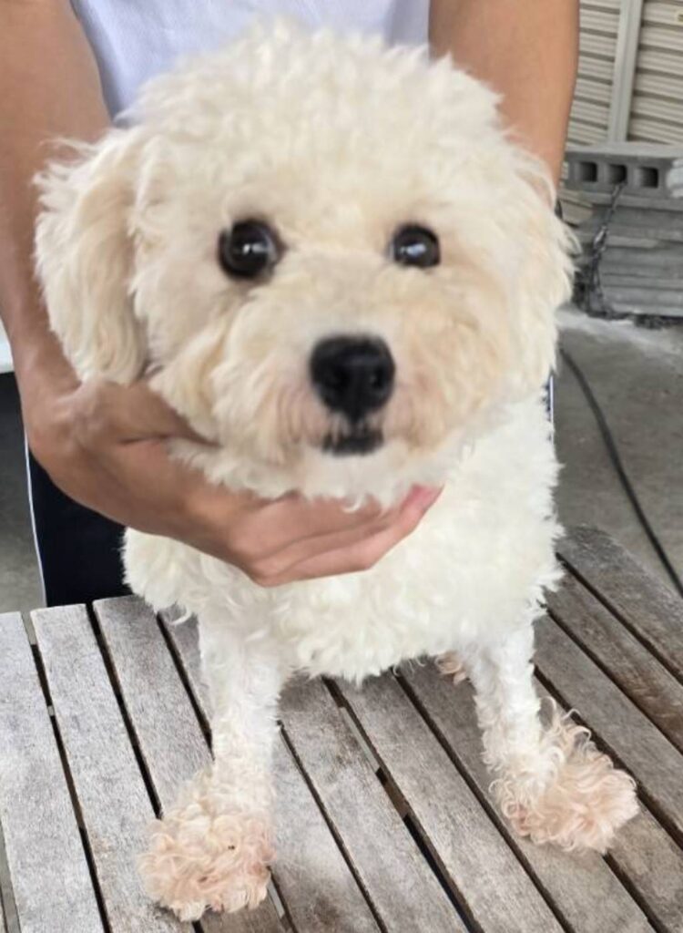 こちらの保護犬は里親様が決まりました