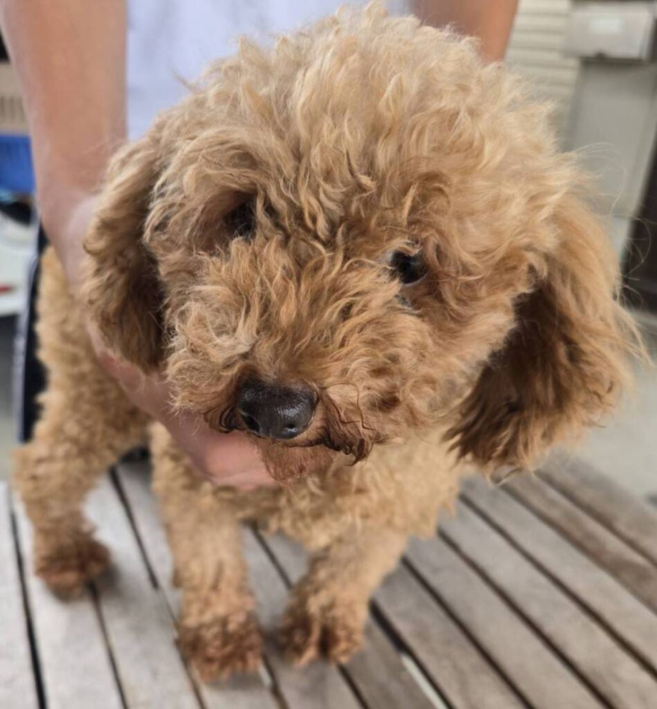 こちらの保護犬は里親様が決まりました