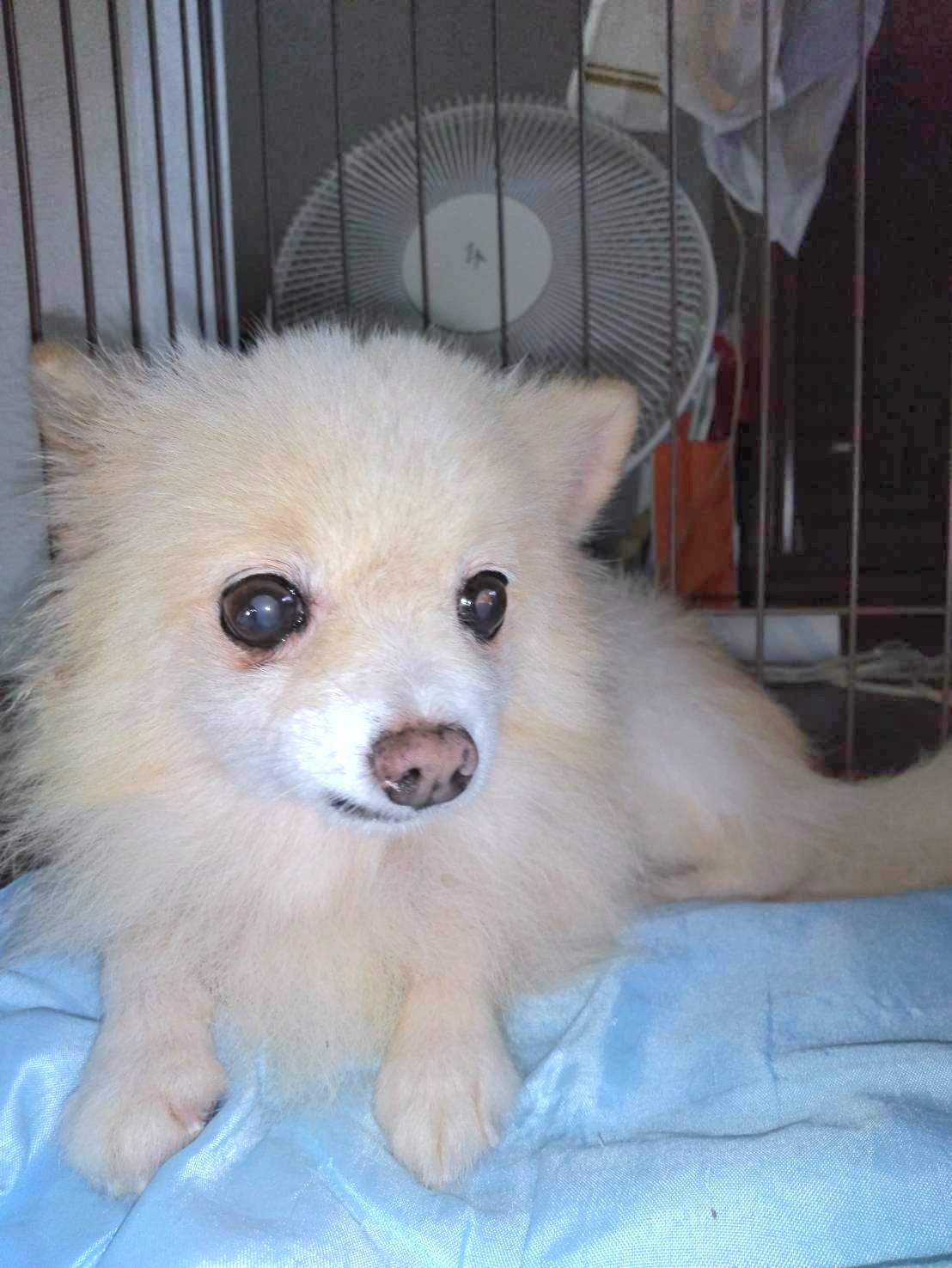 こちらの保護犬は里親様が決まりました