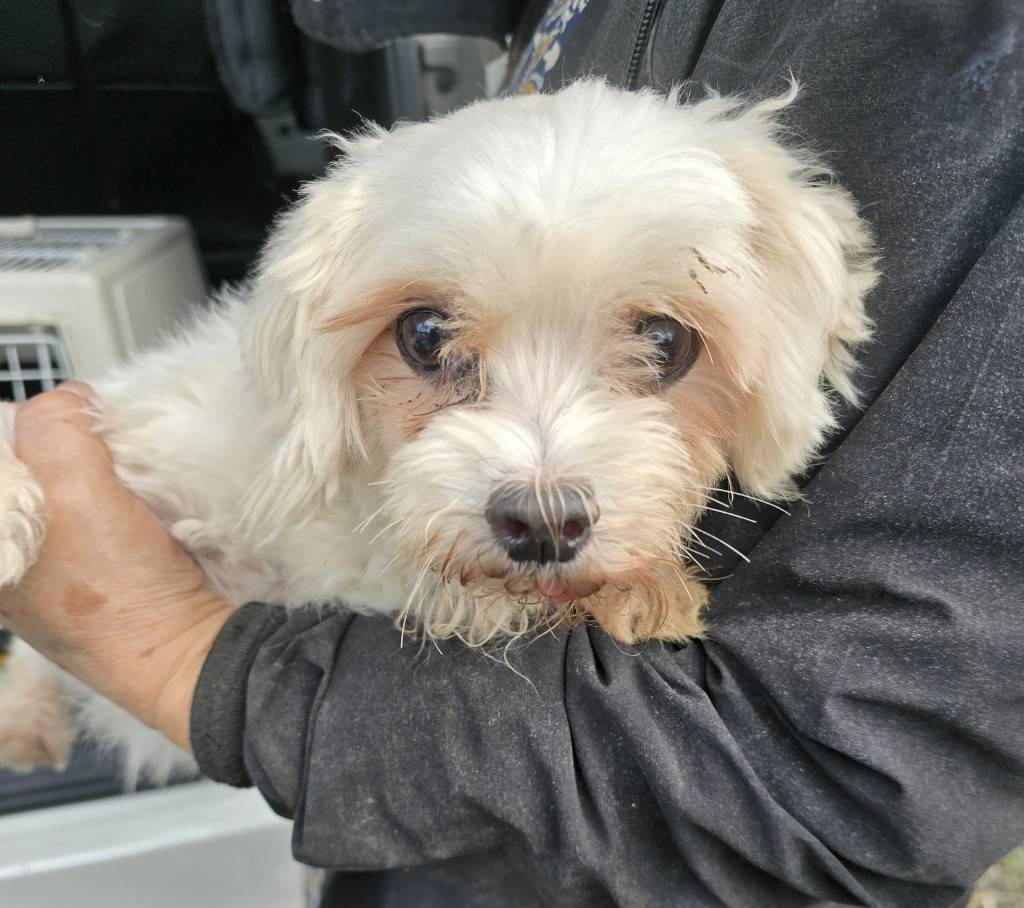 華clubで預かっている里親を探している保護犬です。