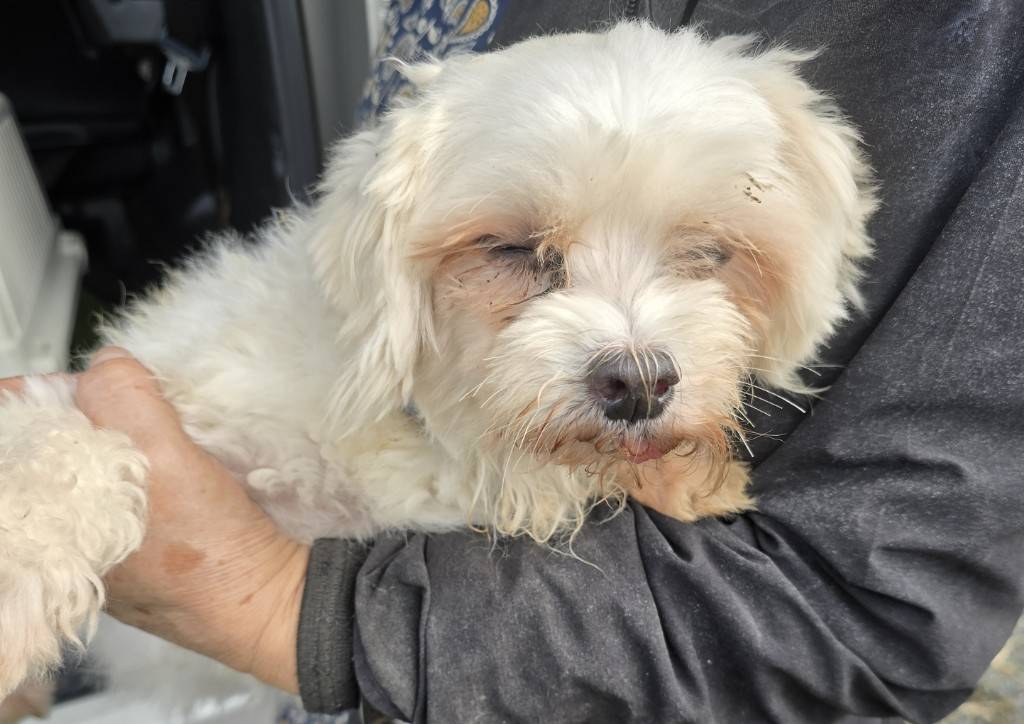 華clubで預かっている里親を探している保護犬です。