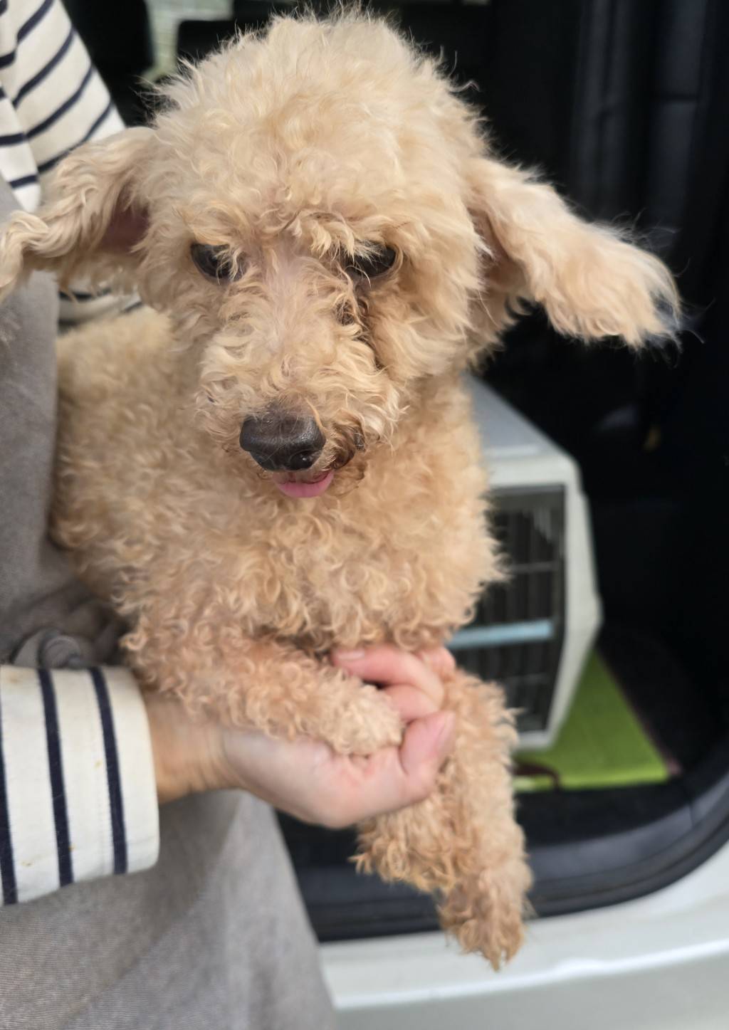 華clubで預かっている里親を探している保護犬です。