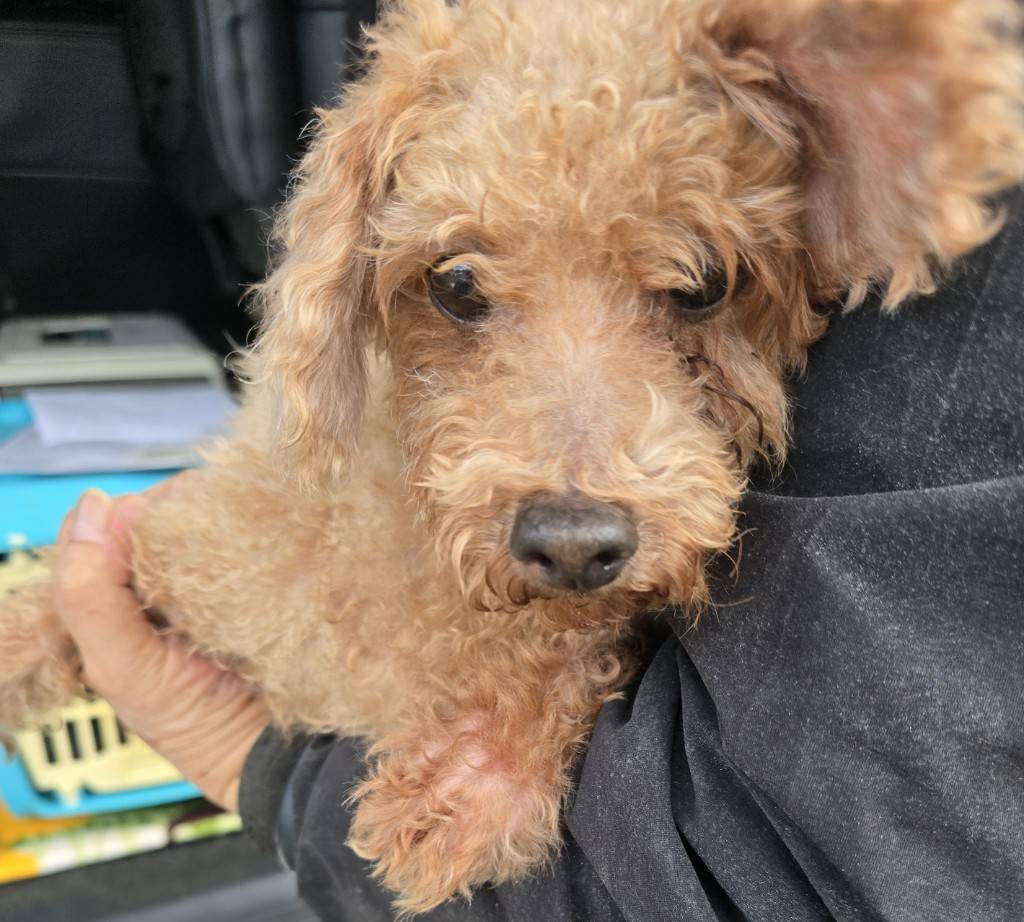 華clubで預かっている里親を探している保護犬です。