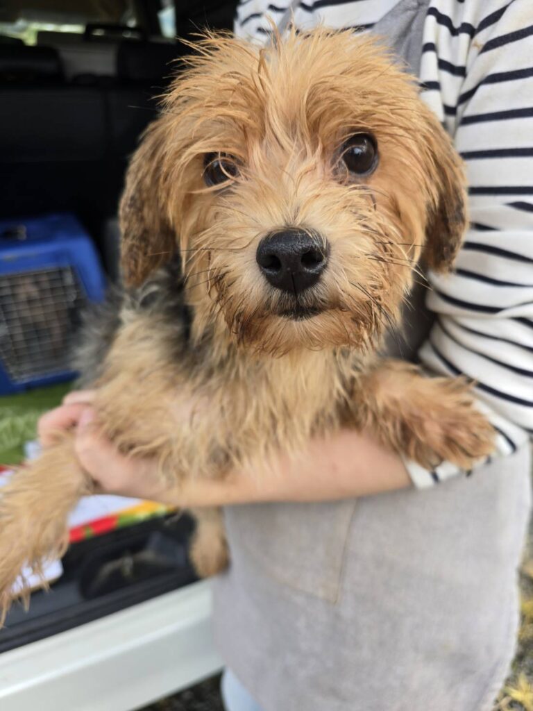 華clubで預かっている里親を探している保護犬です。