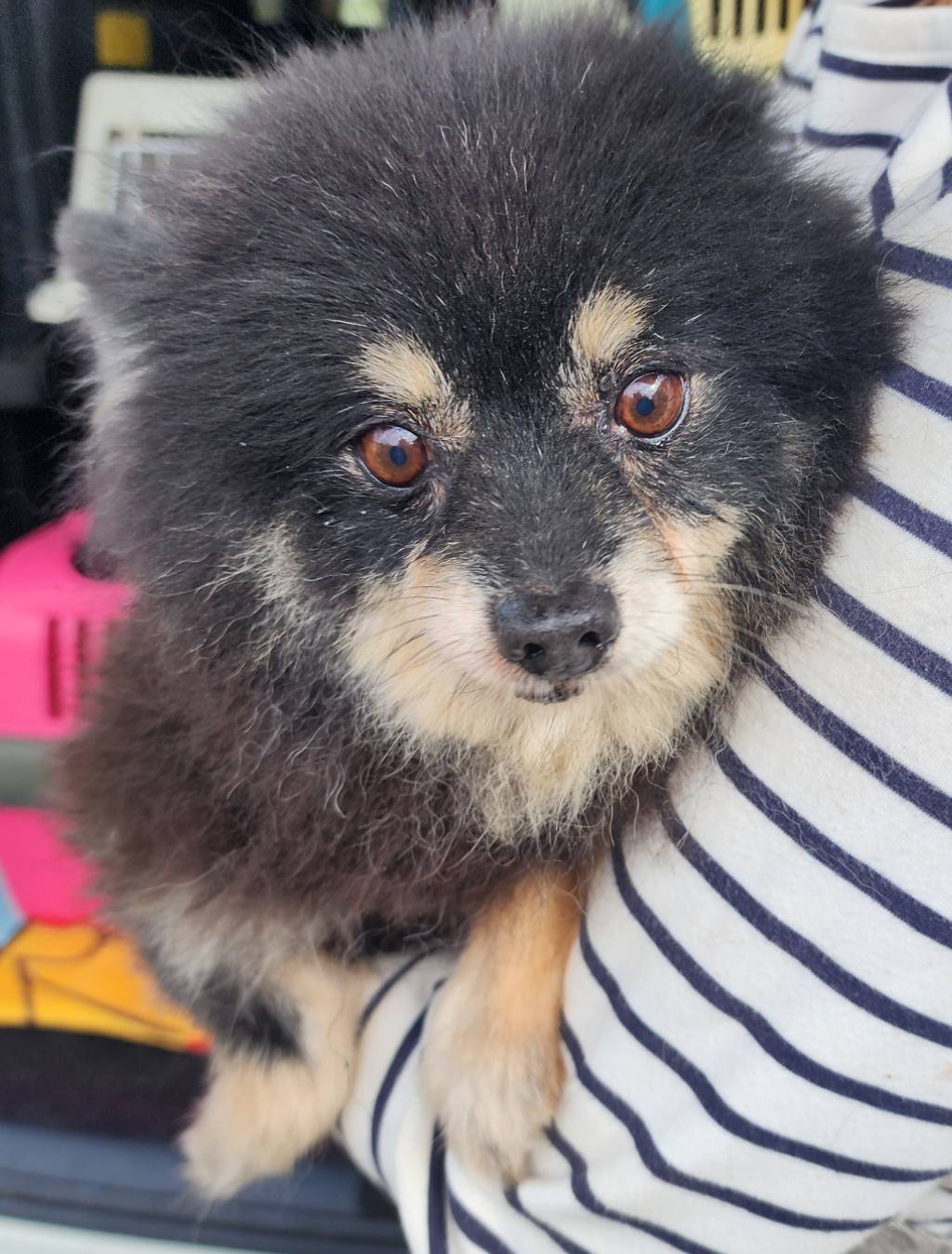 華clubで預かっている里親を探している保護犬です。