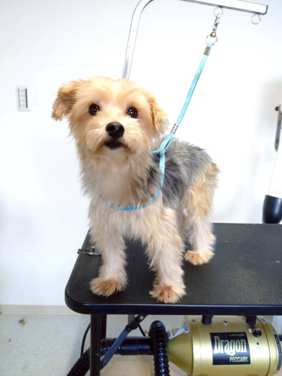 華clubで預かっている里親を探している保護犬です。