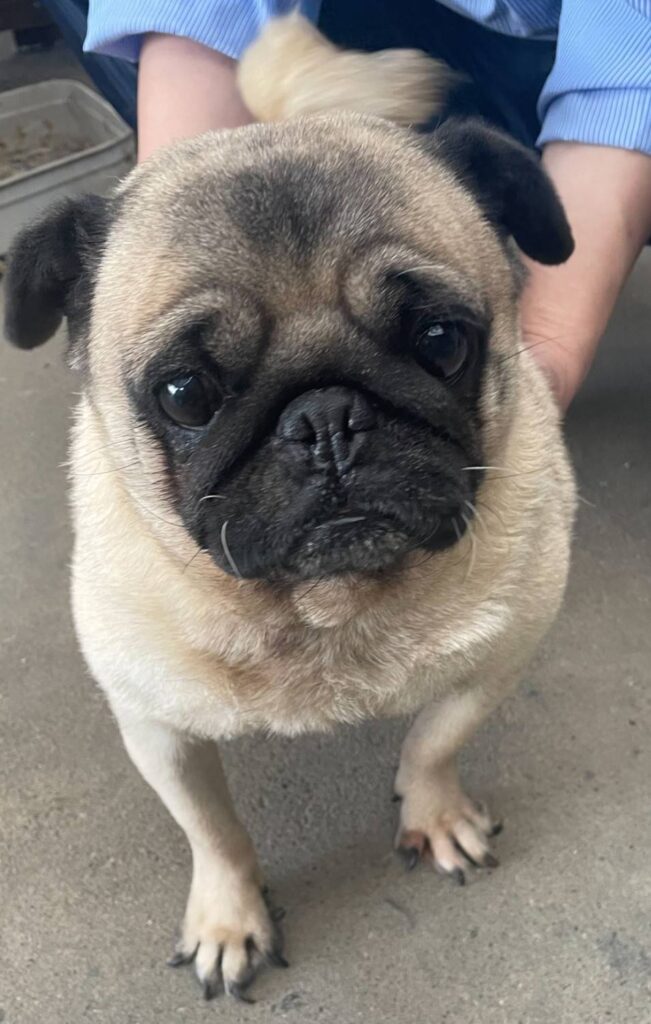 華clubで預かっている里親を探している保護犬です。