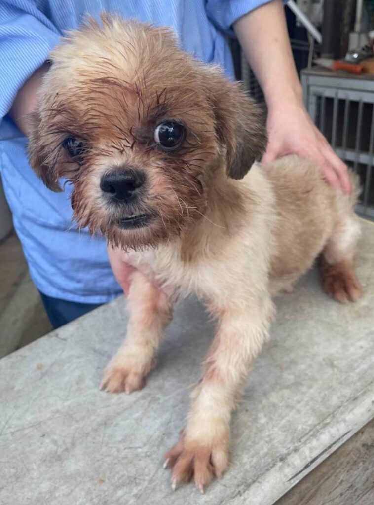 華clubで預かっている里親を探している保護犬です。