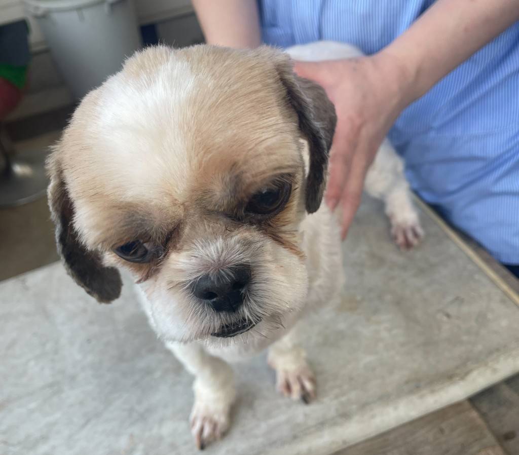 華clubで預かっている里親を探している保護犬です。