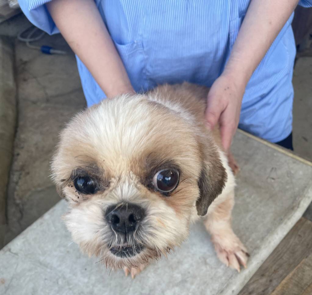 華clubで預かっている里親を探している保護犬です。