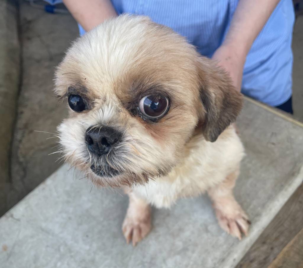 華clubで預かっている里親を探している保護犬です。