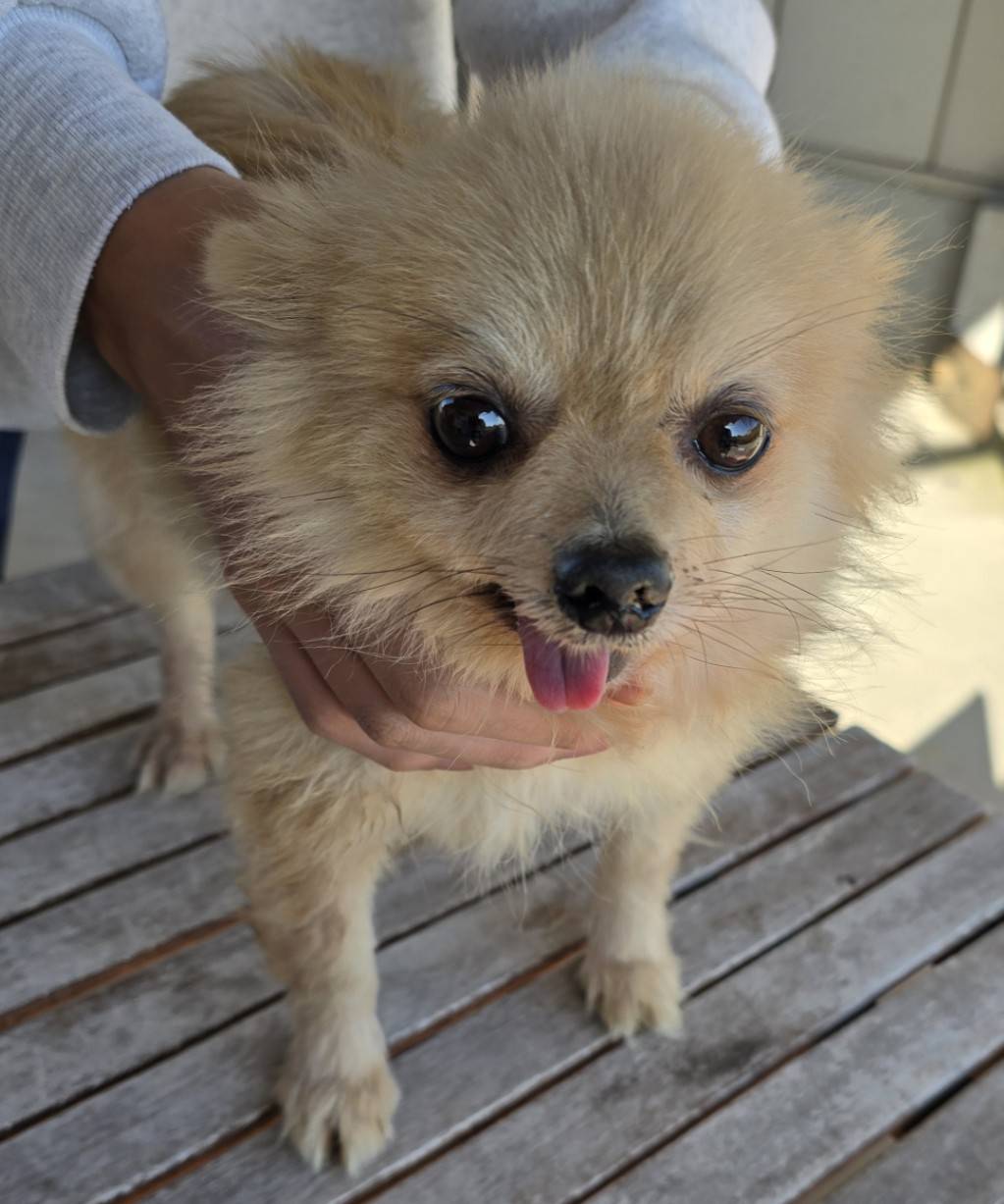 華clubで預かっている里親を探している保護犬です。