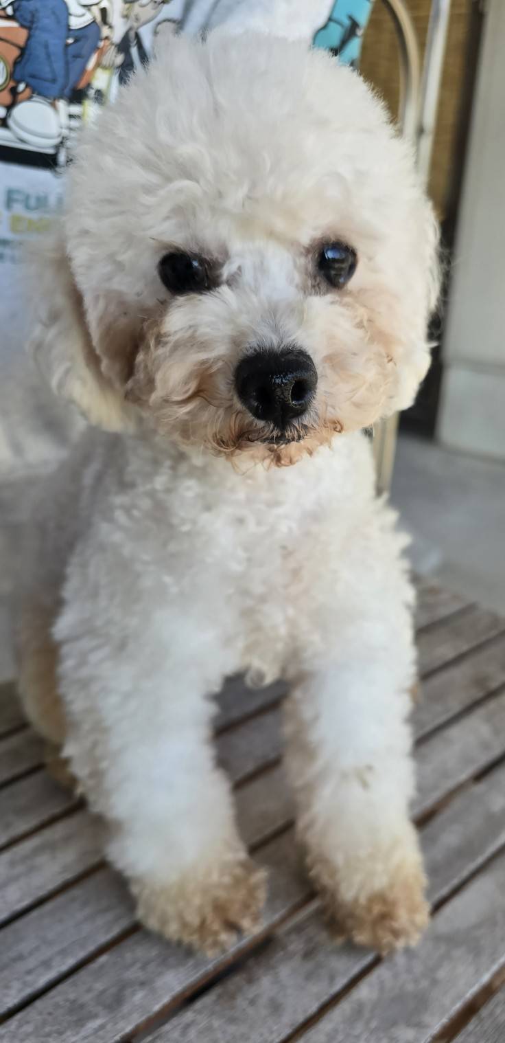 華clubで預かっている里親を探している保護犬です。