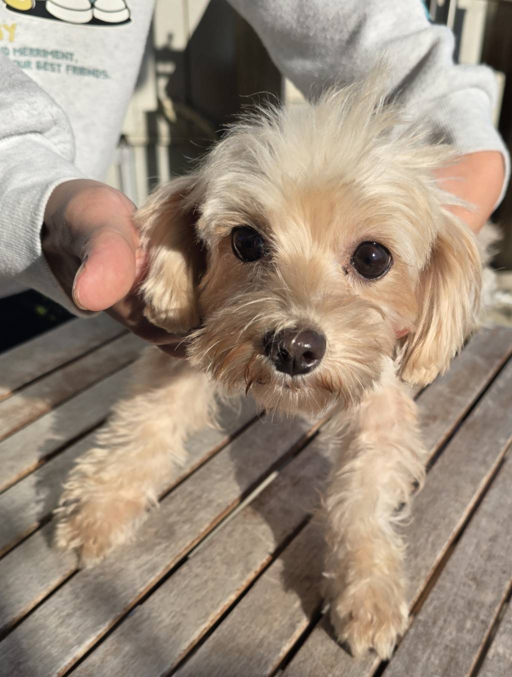 華clubで預かっている里親を探している保護犬です。