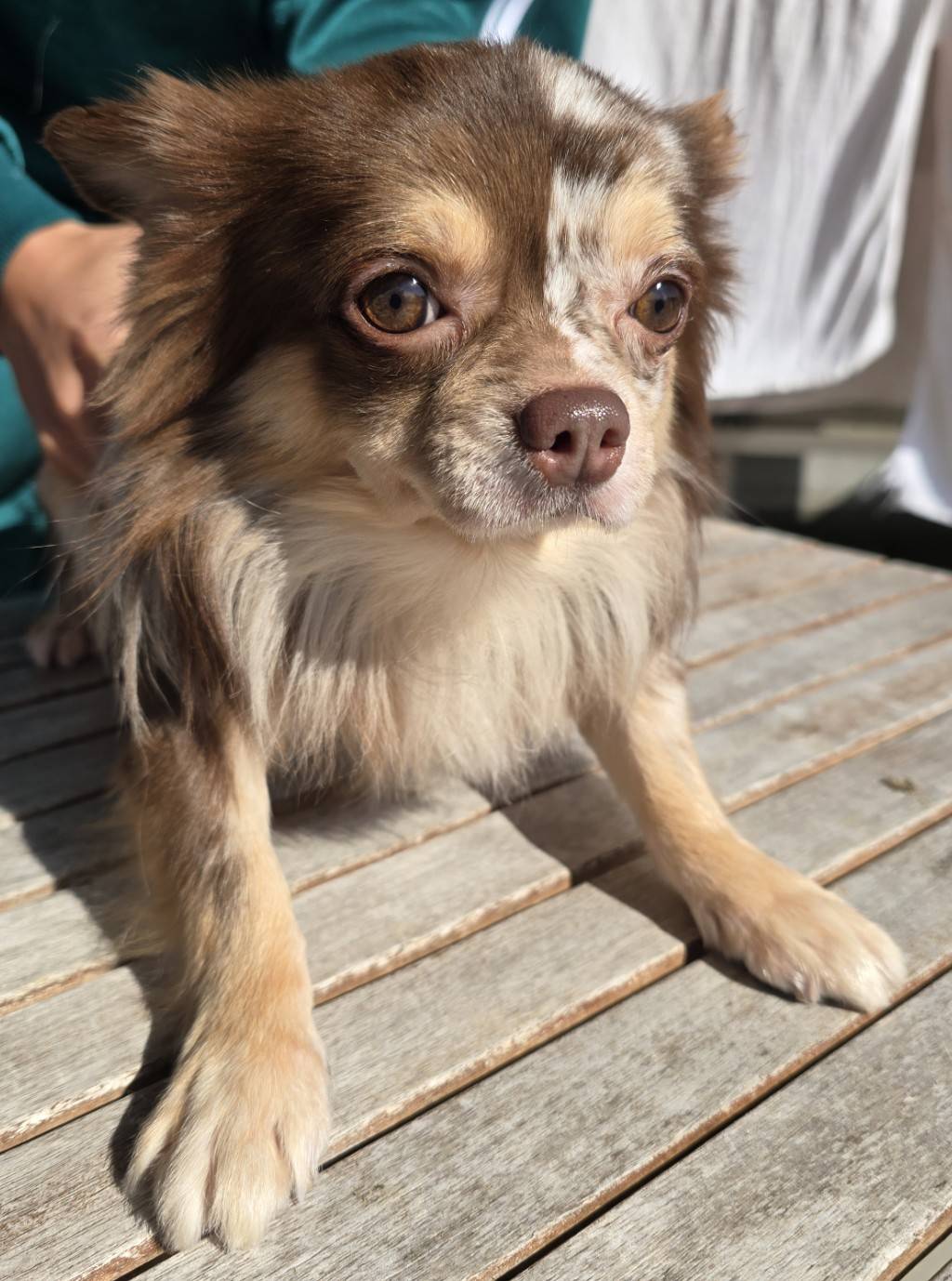 華clubで預かっている里親を探している保護犬です。