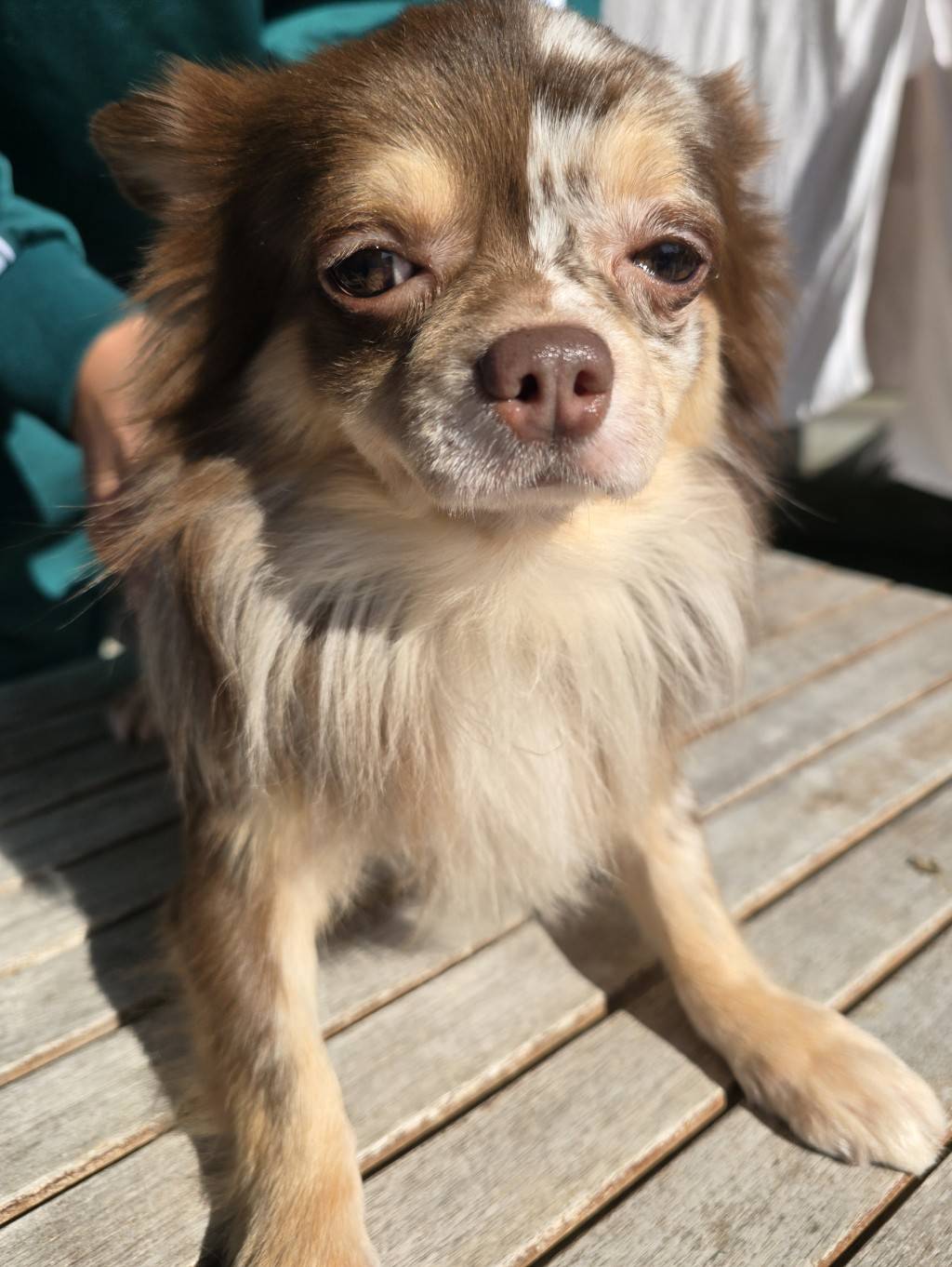 華clubで預かっている里親を探している保護犬です。