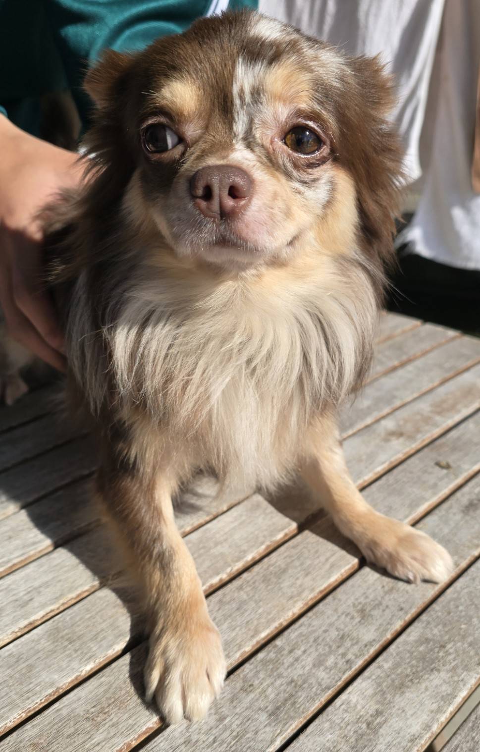 華clubで預かっている里親を探している保護犬です。