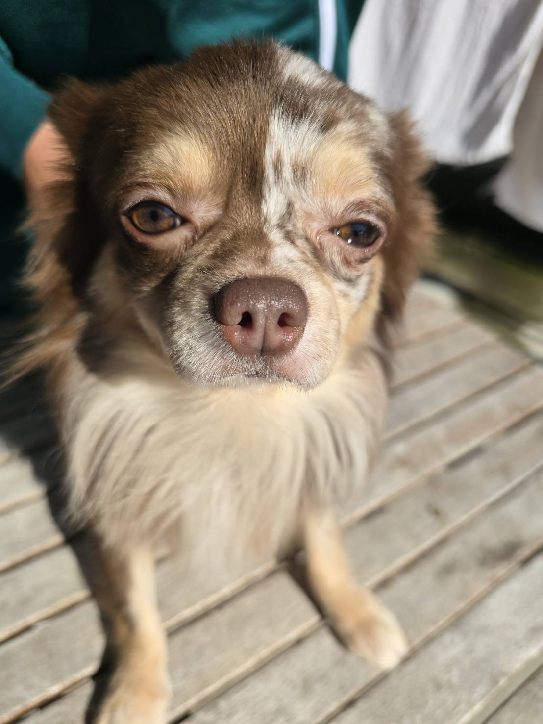 華clubで預かっている里親を探している保護犬です。