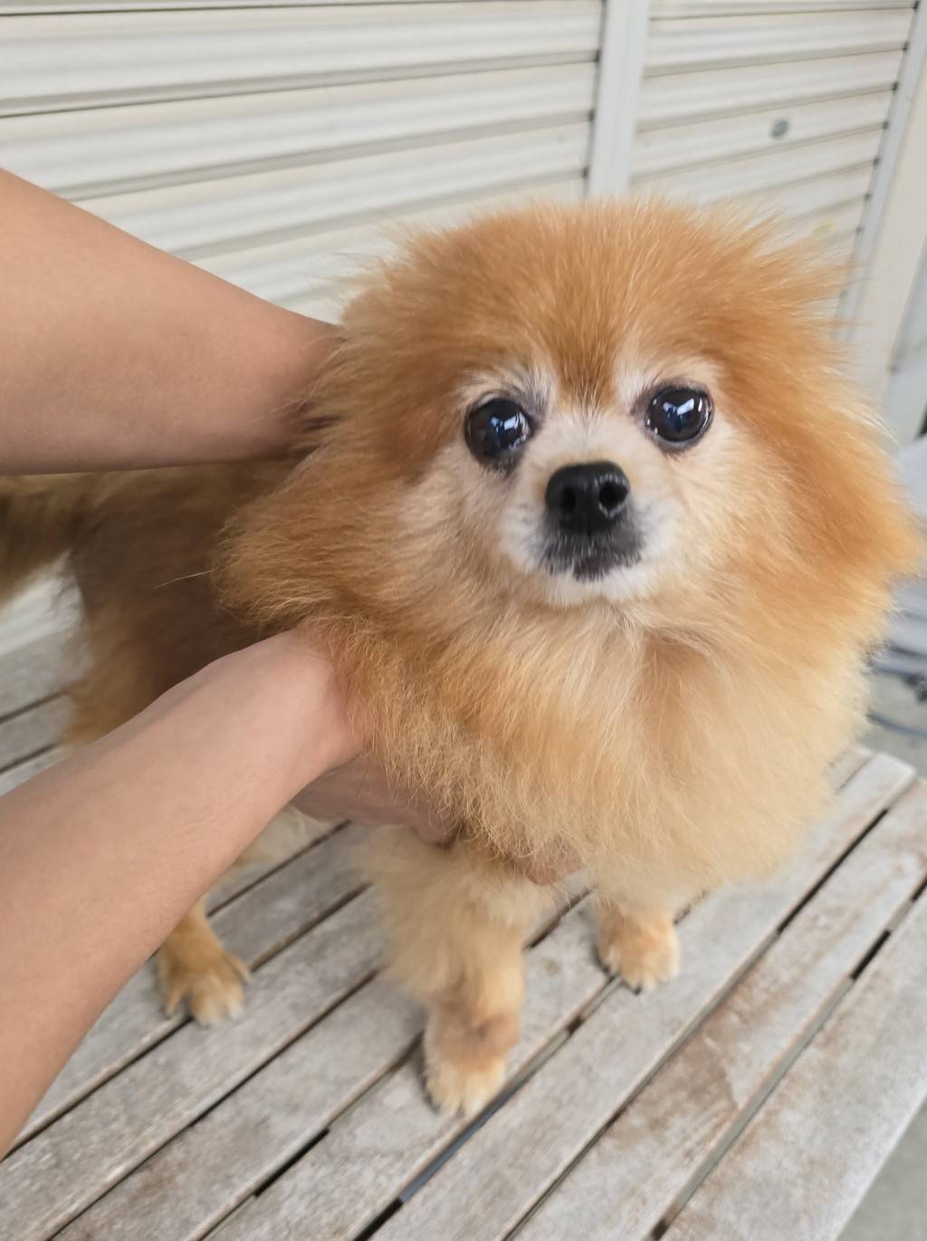 華clubで預かっている里親を探している保護犬です。