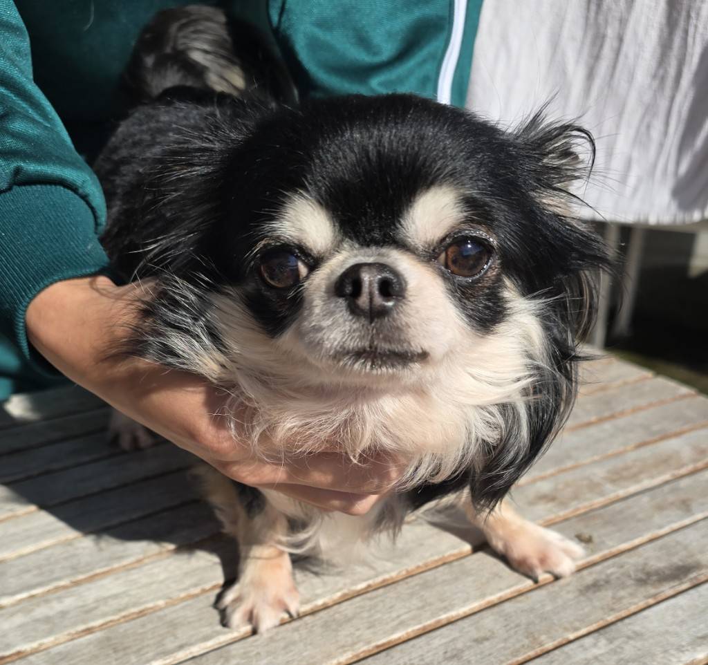 華clubで預かっている里親を探している保護犬です。